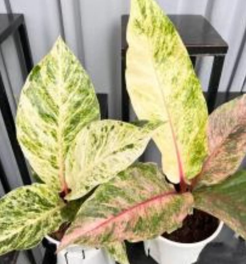 Anthurium hookeri pink variegated TC Plantlet Grower's Choice *Now