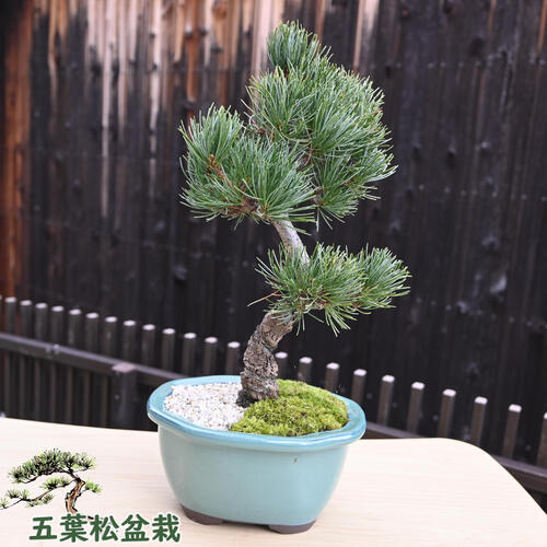 楽天市場】2024年11月撮影五葉松盆栽 本格 盆栽マツ まつ 吾妻 五葉松