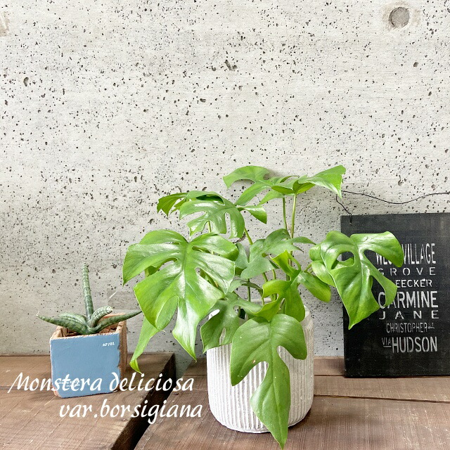 楽天市場】観葉植物【モンステラ属】姫モンステラ4号Sセメント鉢(GG35A