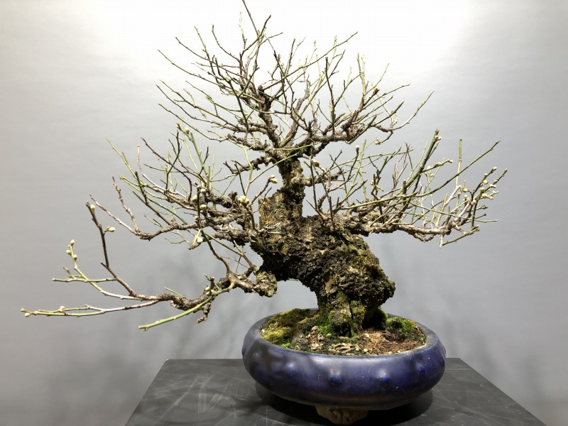 甲州野梅 ※古木 山採り 花芽あります。 [赤富士園]