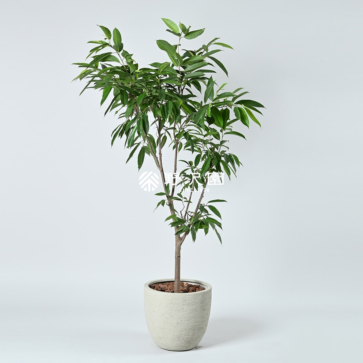 フィカス・アムステルダムキング | 育て方・特徴・豆知識