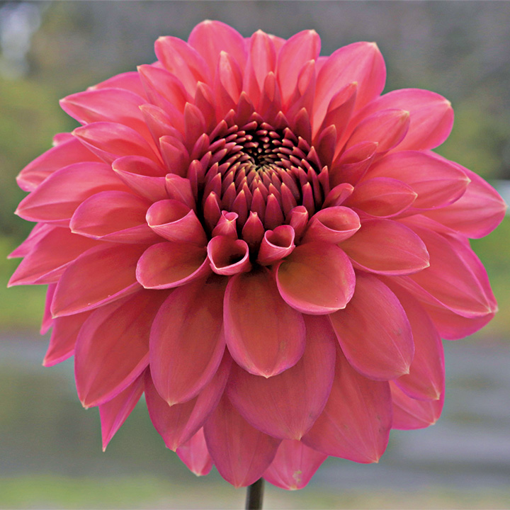 ダリア（球根） ｜ 品種カタログ ｜ 調べる ｜ タキイ種苗株式会社