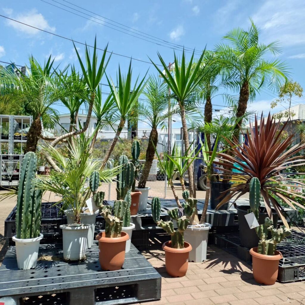 本店】耐寒性アガベ＆ドライガーデンフェア🌿 | ザ・ガーデンの園芸