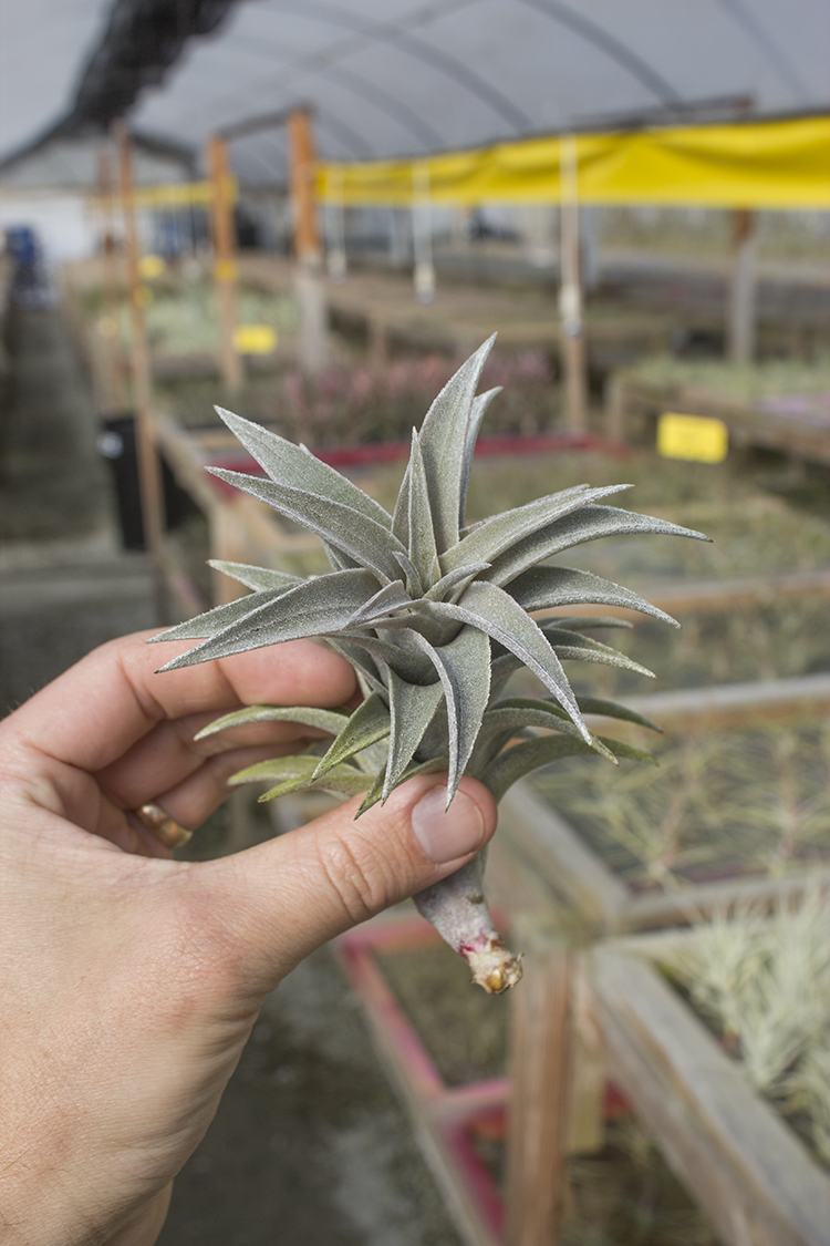 Edithae Silver Form – Plantaflor USA, Inc.