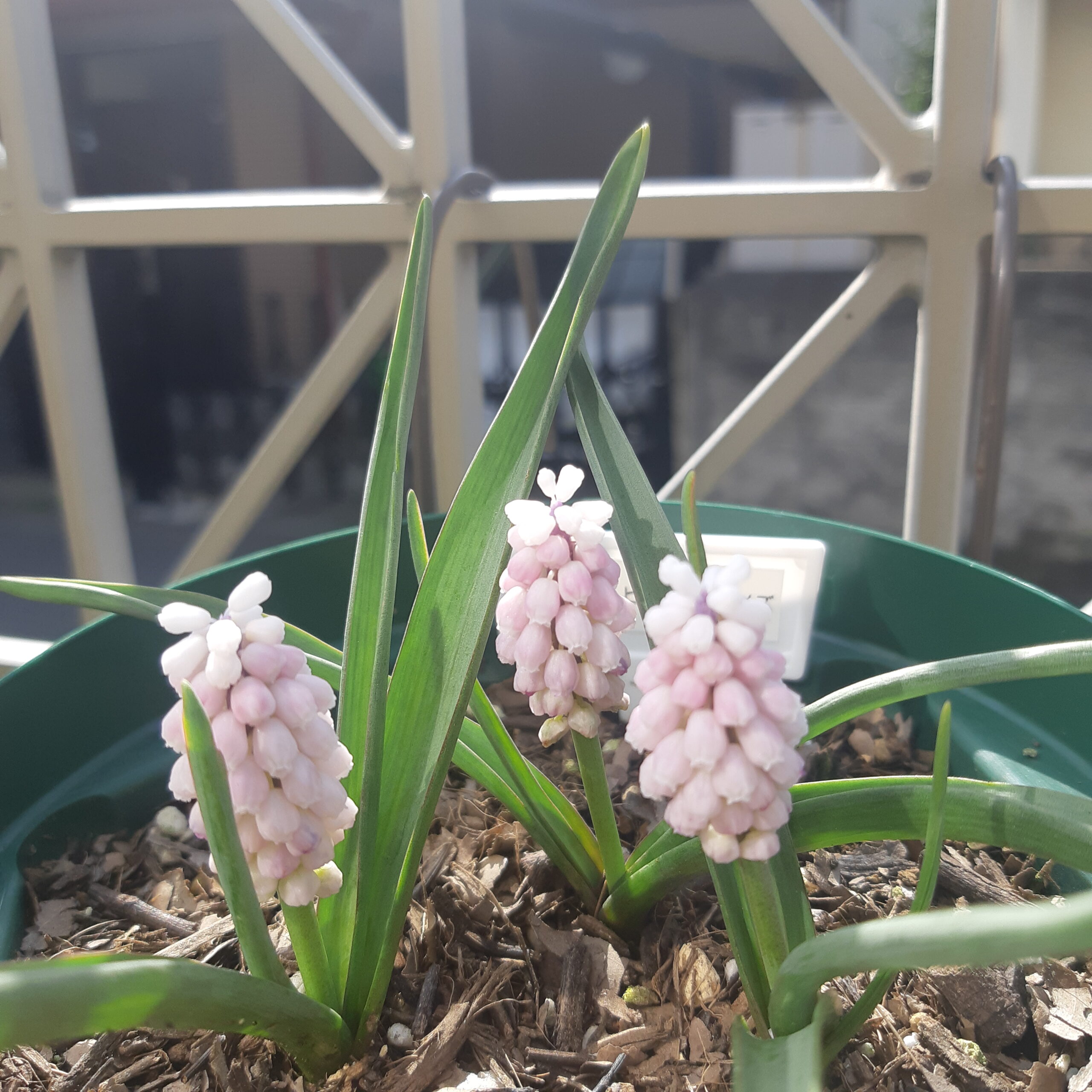ムスカリ_ピンクサプライズ】植えっぱなしでOK！柔らかな花色が