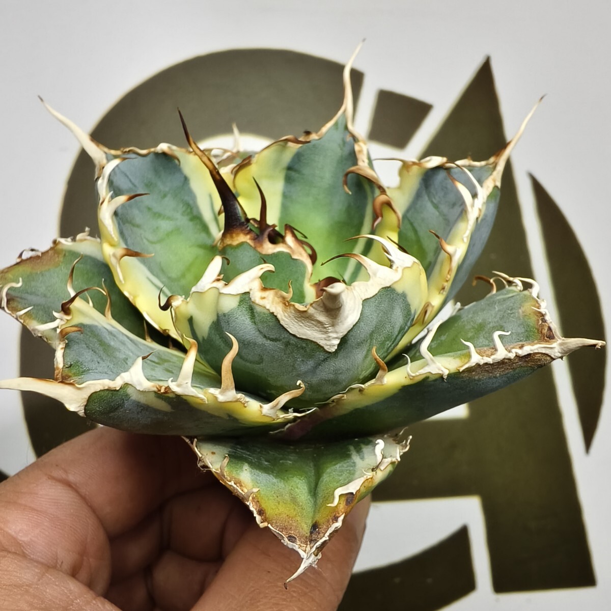 Yahoo!オークション -「アガベ 白鯨錦」(アガベ) (観葉植物)の落札相場