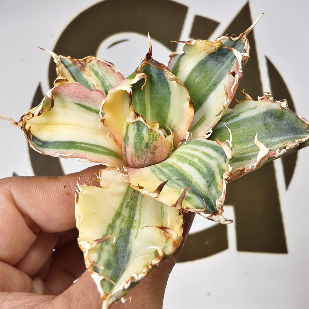 Yahoo!オークション -「縞斑」(アガベ) (観葉植物)の落札相場・落札価格