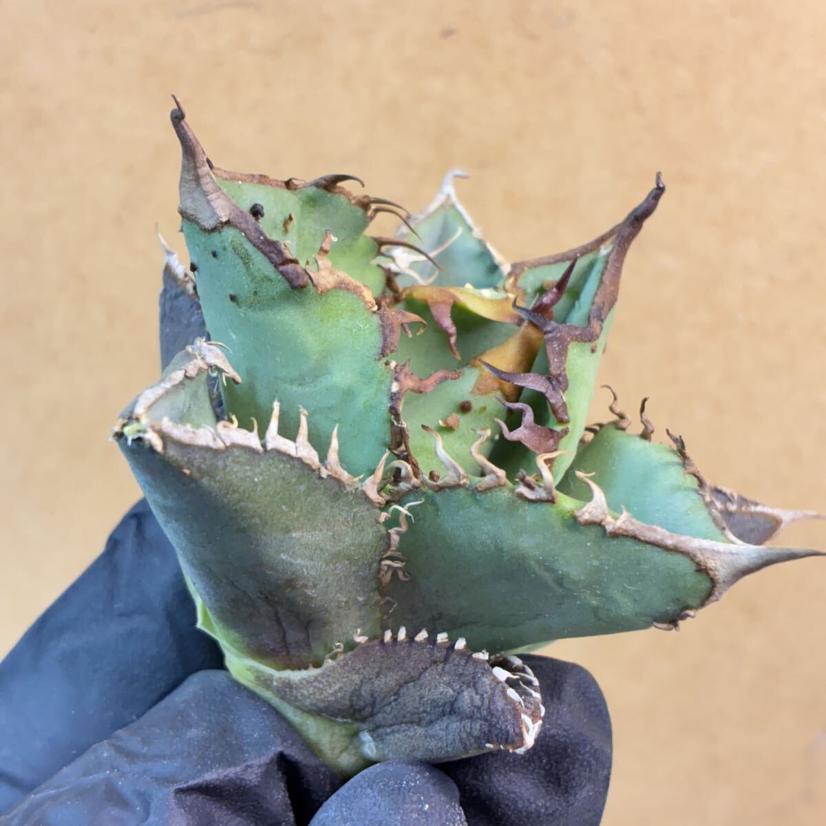 Yahoo!オークション -「アガベ 星空」の落札相場・落札価格