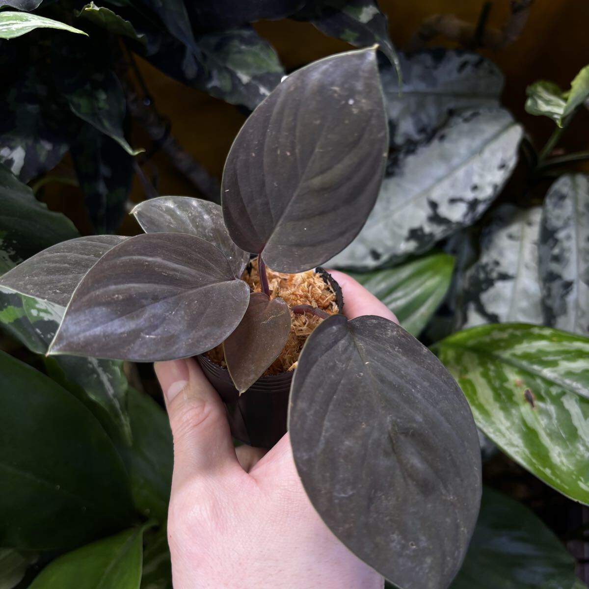 Yahoo!オークション -「ホマロメナ homalomena」(その他) (観葉植物)の