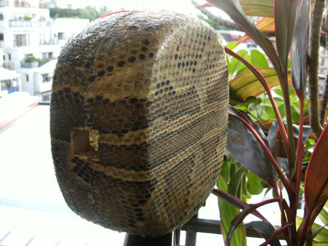 送料無料)69 800円 沖縄三線専用 蛇皮強化(二重張)型チーガ6個胴巻き付