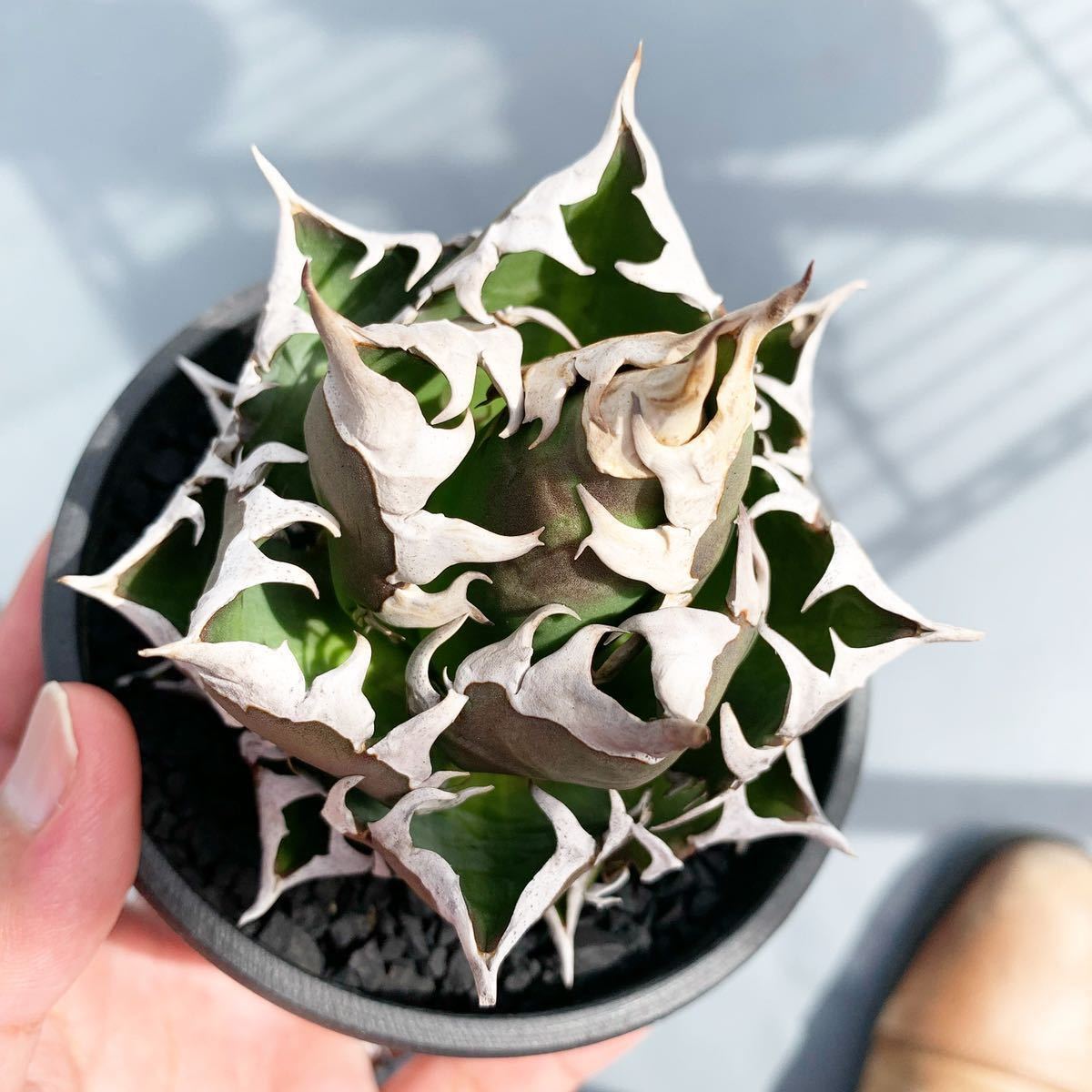 Yahoo!オークション - 【ゴリ猫】アガベ チタノタ レッドキャットウィ