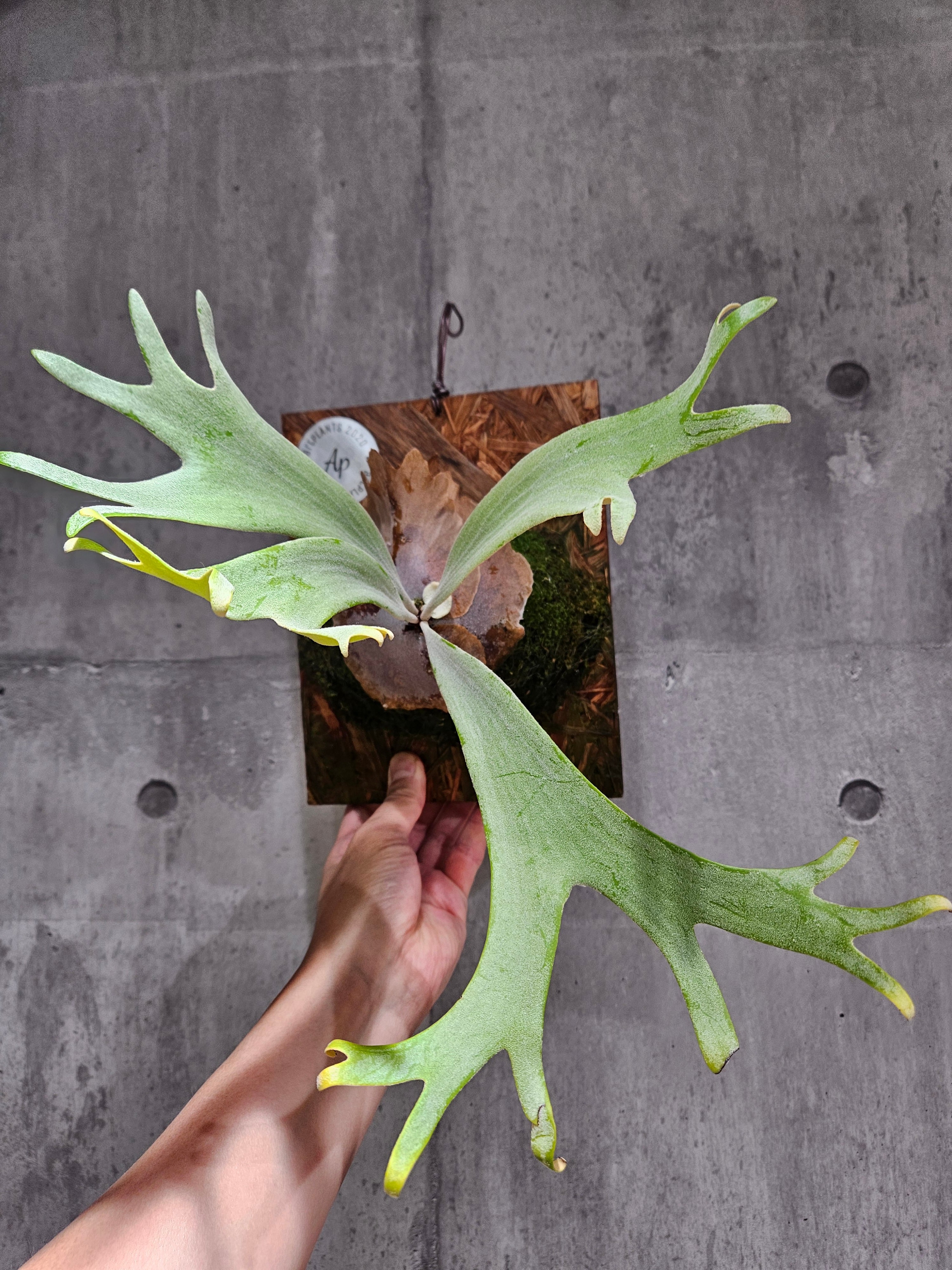 P.willinckii cv.Moe萌 OCオリジナルクローン P.willinckii cv.Moe萌