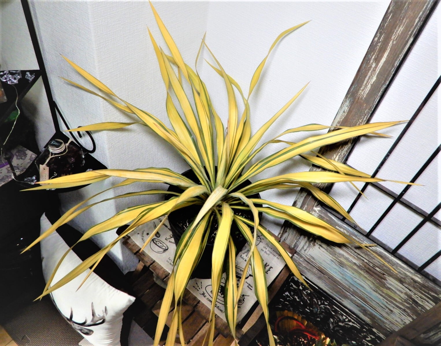 ユッカ グロリオサ ゴールド 観葉植物 鉢植え レア | hanazou