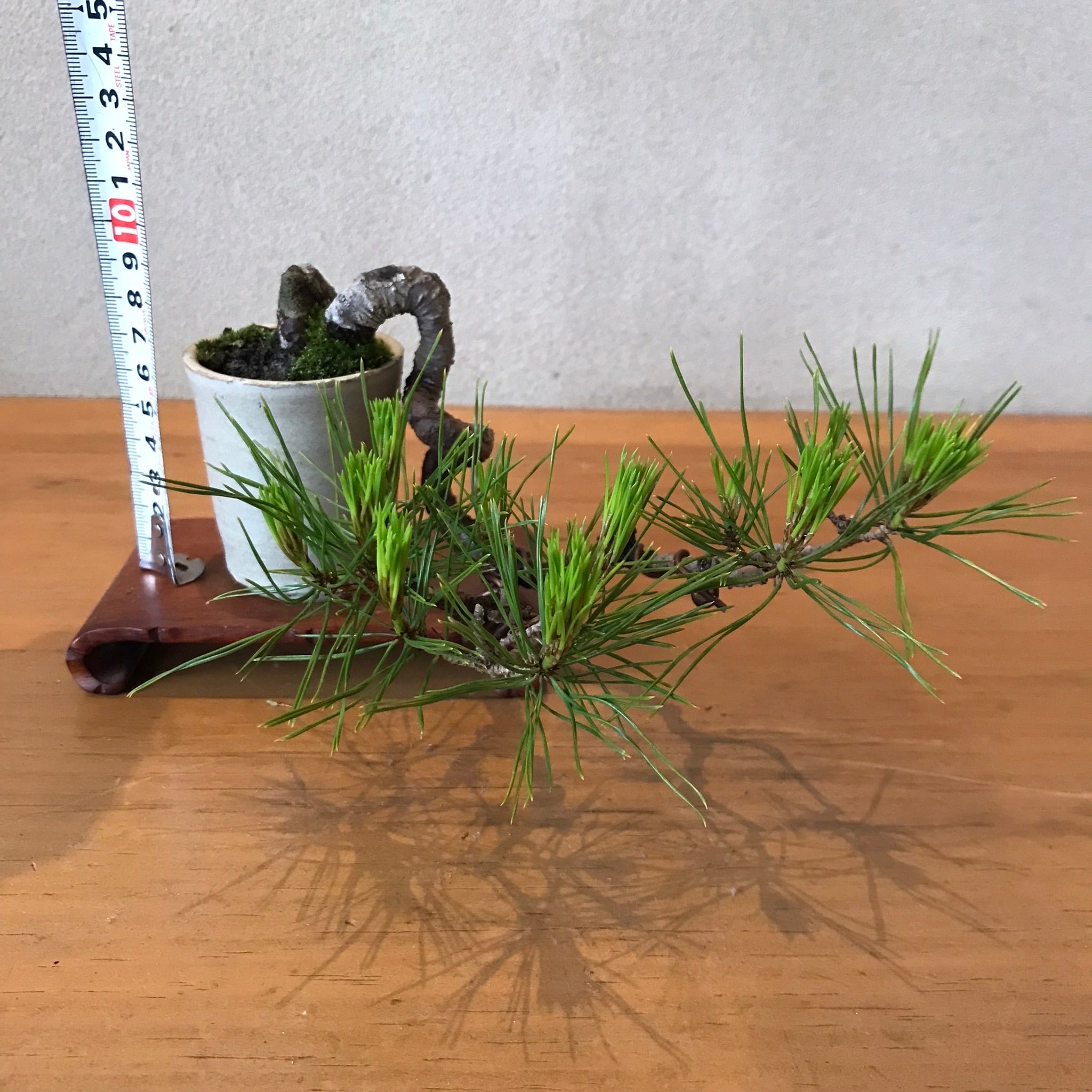 小品盆栽 赤松 樹齢約20年 手作り和鉢 | 小はじネットショップ