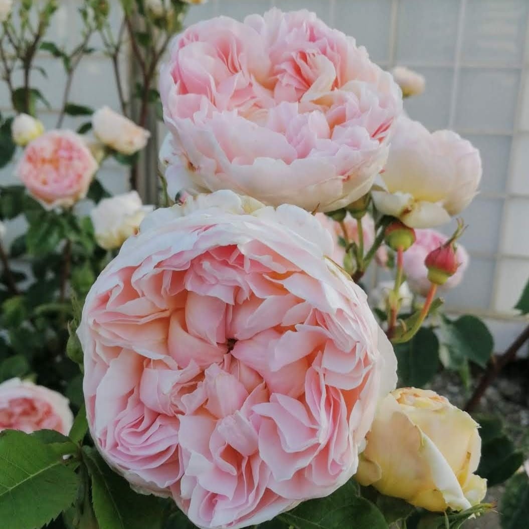 エヴリン | 天空のバラ園(無農薬バラ苗・花苗・クレマチス・ハーブ産直