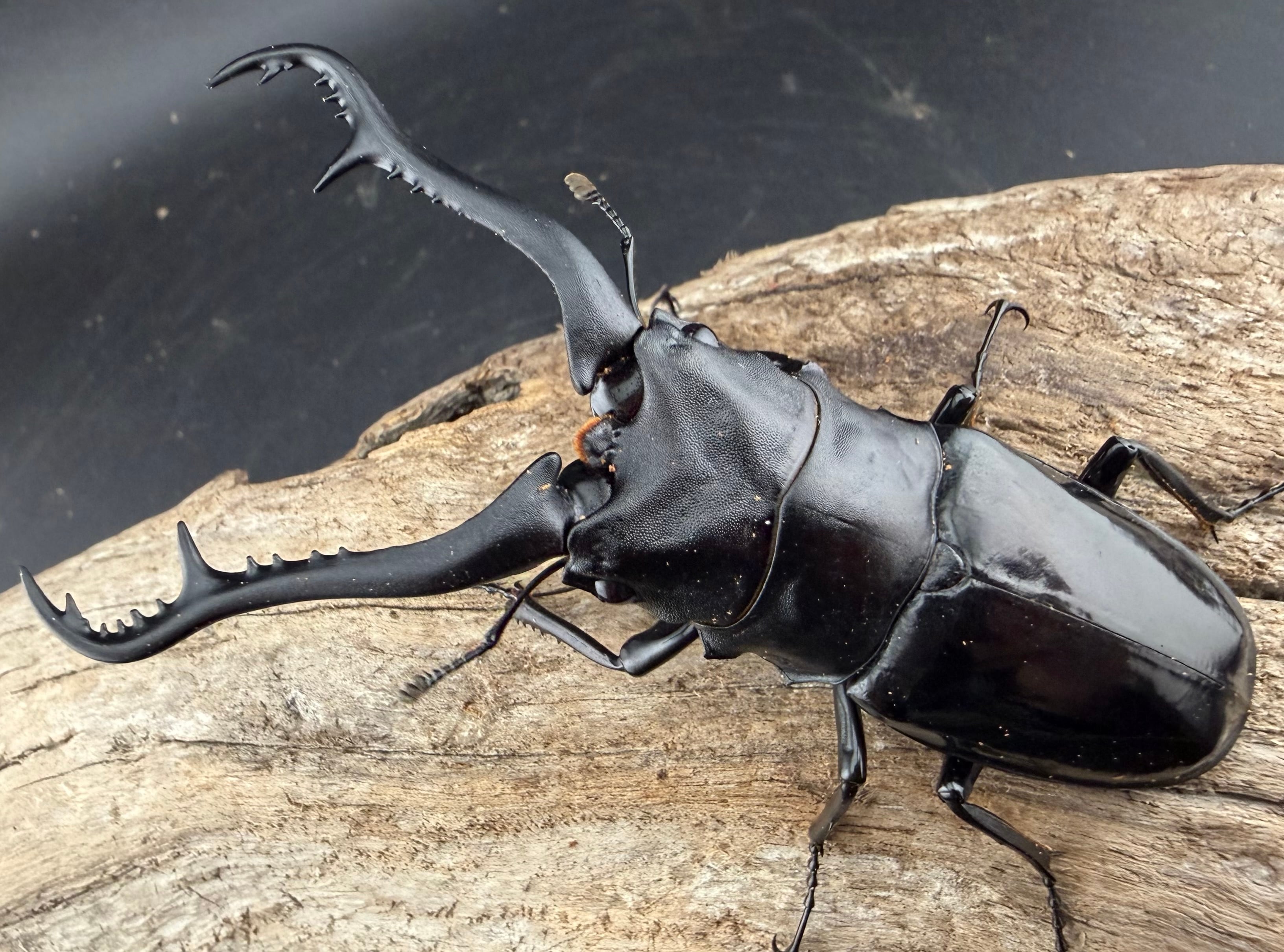 WD】《 ギラファノコギリ亜種マキタイ 94mm ペア》 | KPW公式