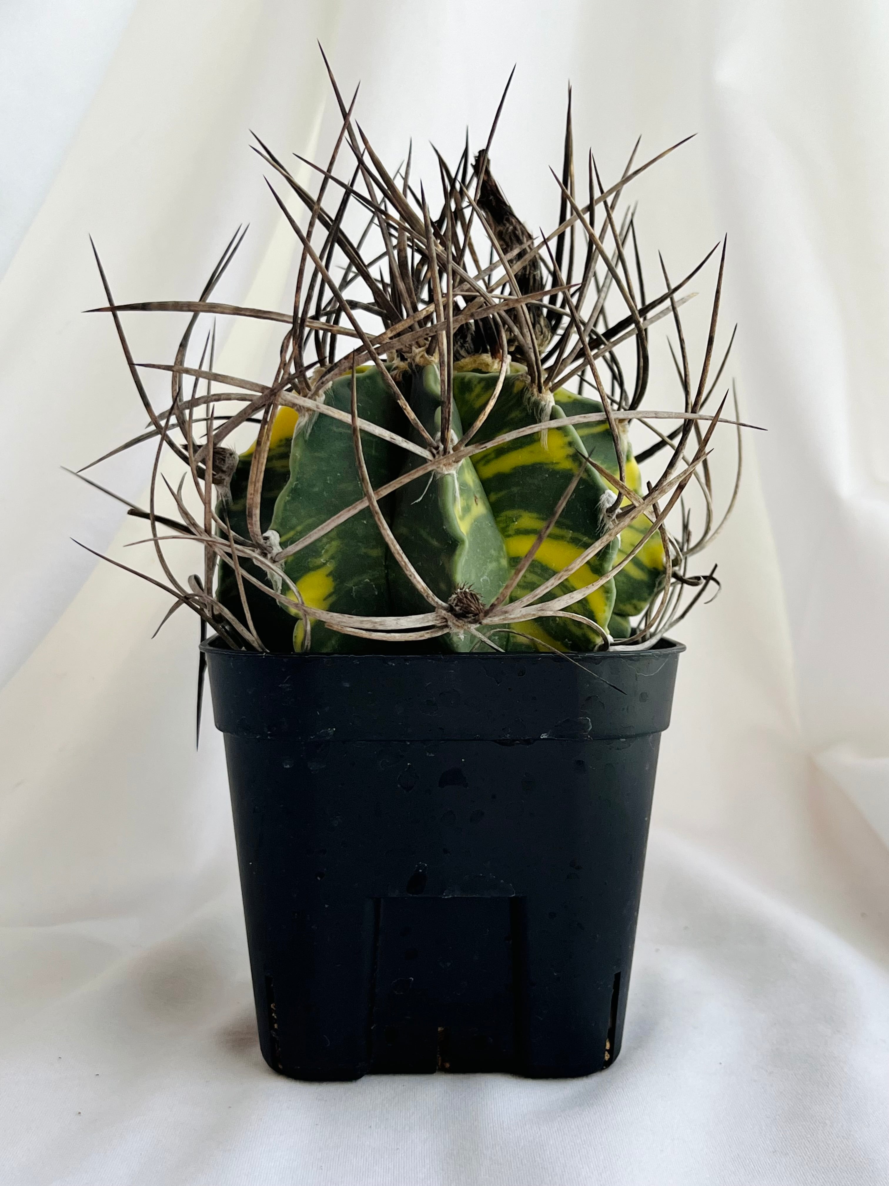 Astrophytum capricorne f.variegata アストロフィツム 大鳳玉錦