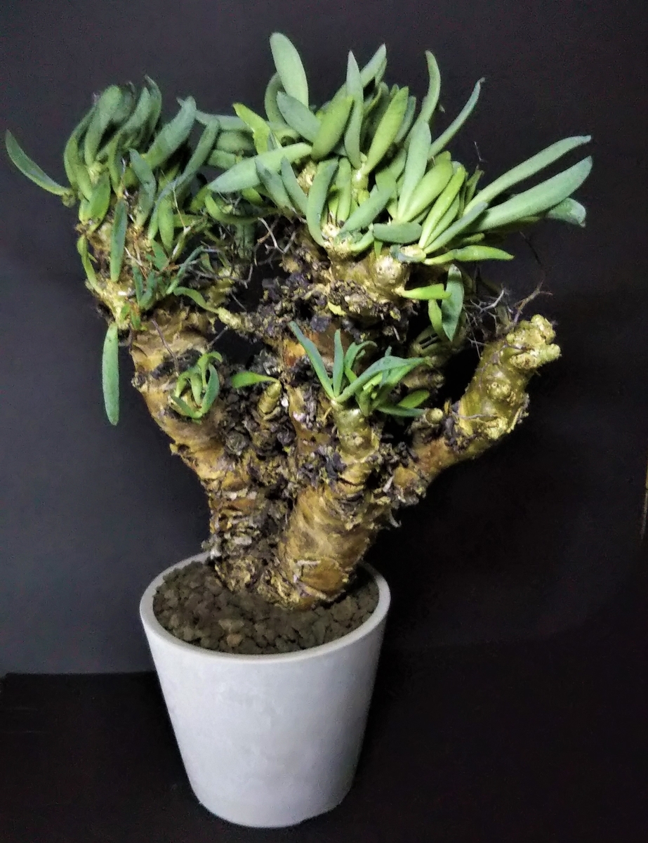 Tylecodon reticulatus チレコドン レティキュラーツス （万物想）を
