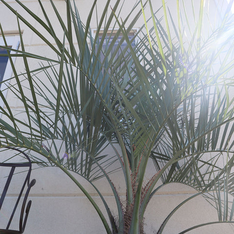 ココスヤシの冬の管理方法｜観葉植物を元気に育てるためのコツ