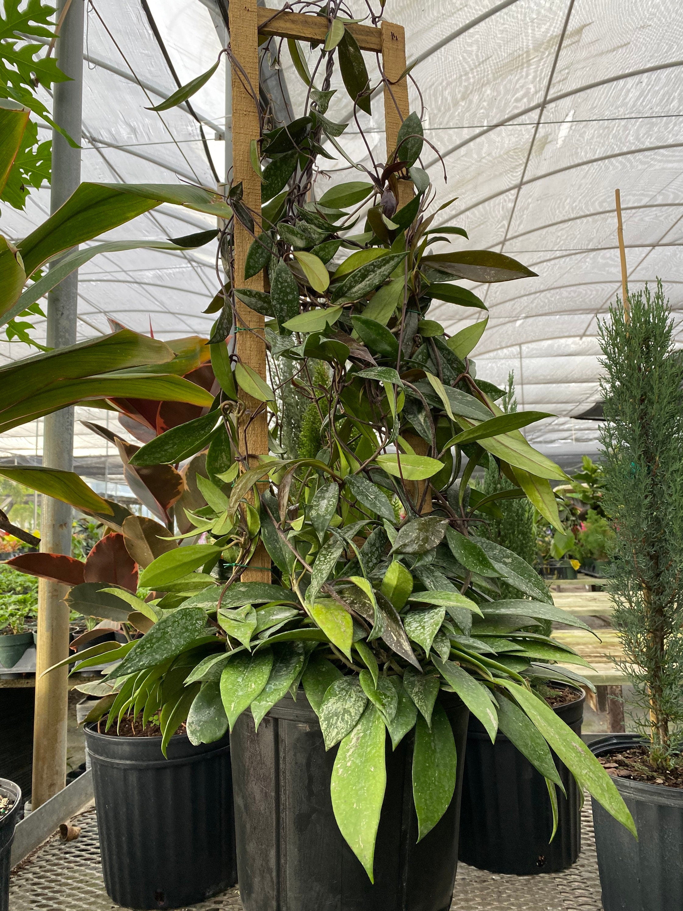 Hoya Publicalyx Splash in Trellis | Eureka Farms