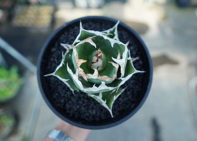 アガベ チタノタ 螃蟹 Agave Titanota crab | mana's farm:塊