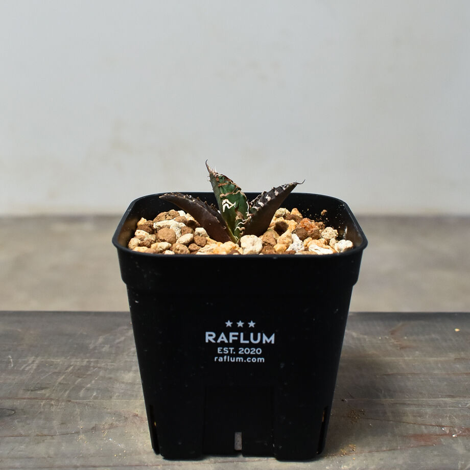 アガベ チタノタ 