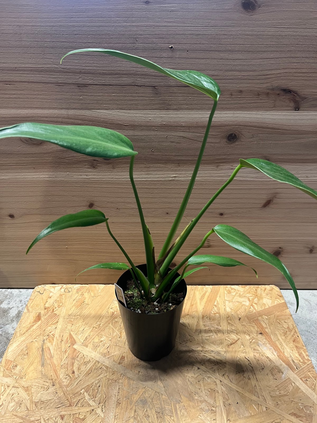 モンステラ バールマルクスフレーム | GREEN LUCK