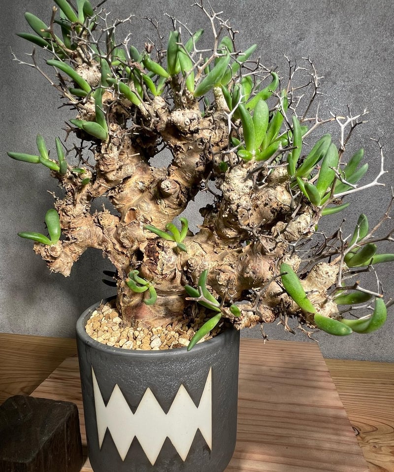 チレコドン レティキュラータス Tylecodon reticulatus 万物想 発根済