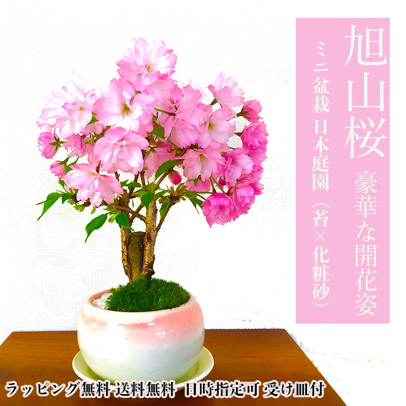 盆栽 旭山桜 鉢植え 育て方指南書付 桜の木 日時指定可 ギフト 無料