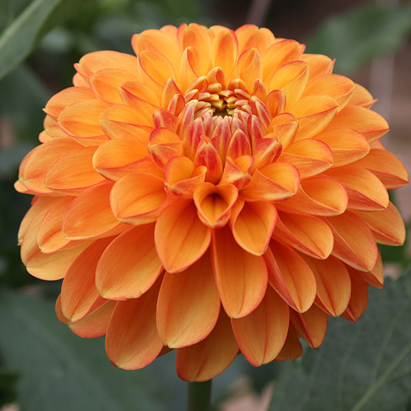 園芸ネット本店｜[26年3月中下旬予約]ダリアの球根：（小輪）オレンジ