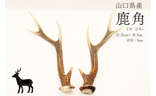 鹿角 小 1対 (横約35cm×縦約9cm) インテリア 雑貨 1点もの 天然 / 山口