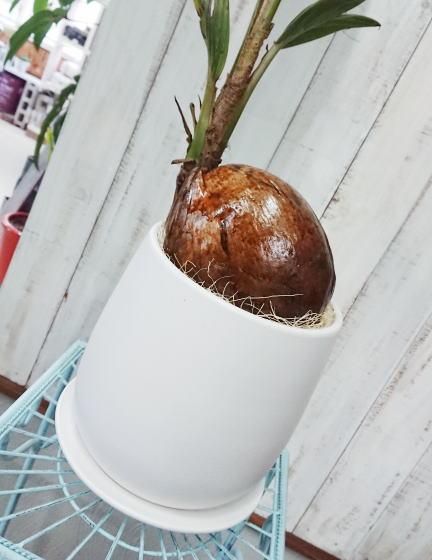 ココヤシ ココナッツの実 | インテリア観葉植物 - 観葉植物・多肉植物