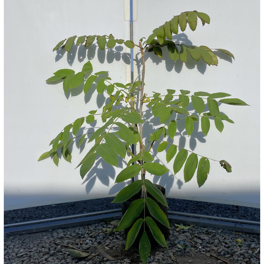 鬼クルミの木 約100cm 現品発送 特大植木苗木 大苗 果樹 オニグルミ