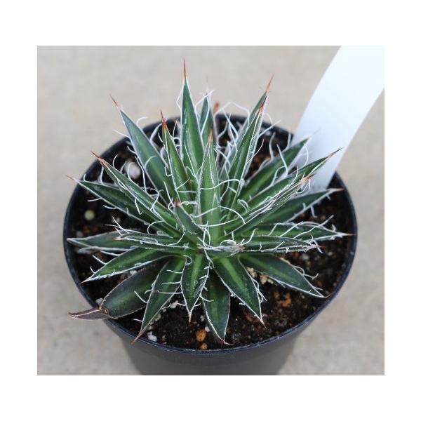 アガベ ムルチフィリフェラ(Agave multifilifera) : Cultivate Store