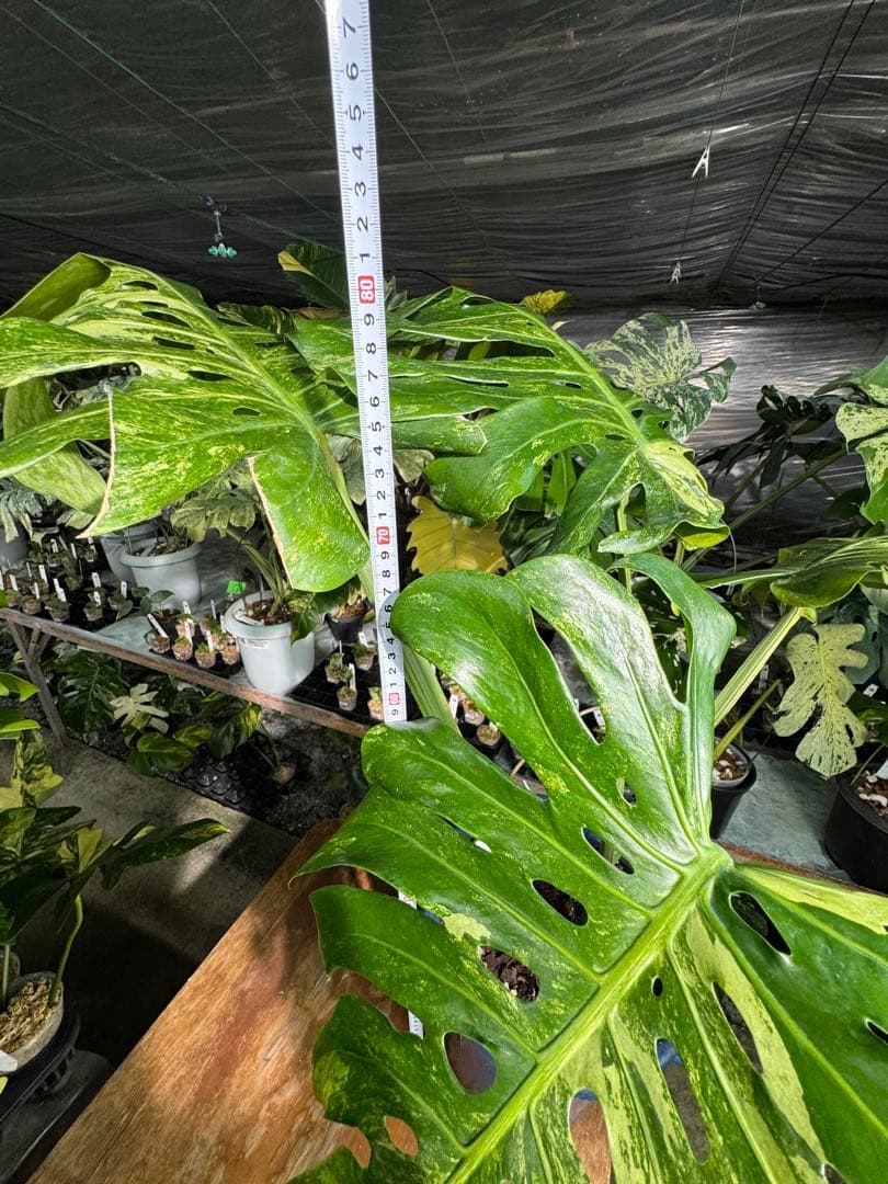 最高峰の極美斑】モンステラ デリシオーサ 'オシャンミント