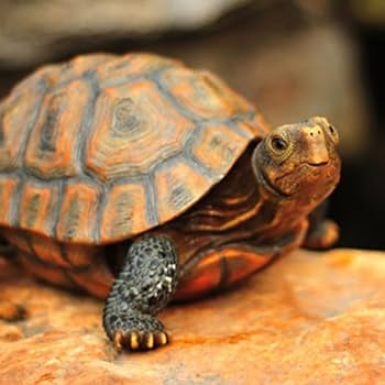 Amazon.co.jp: [dhiuebc] カメ かめ 亀 置物 置き物 玄関 エントランス