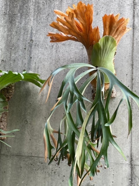 ビカクシダ ウィリンキー (P. willinckii) | calmplantsのビカクシダブログ