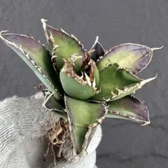 2026年最新】アガベグリーンゴーストの人気アイテム - メルカリ