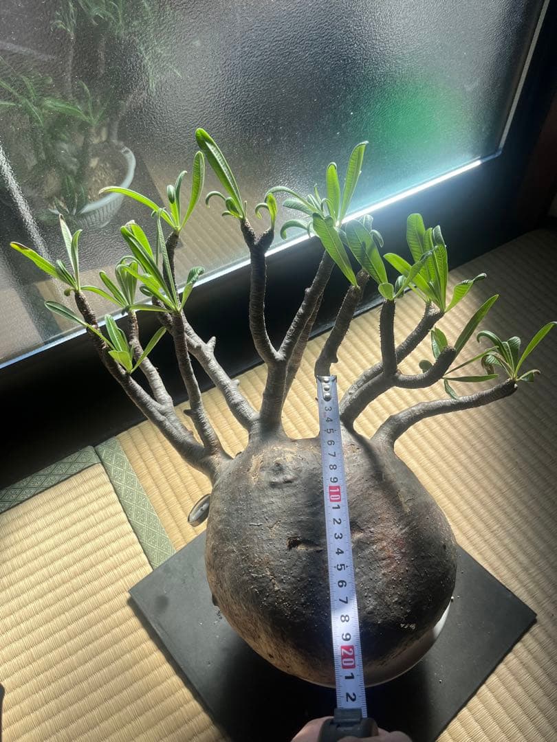 塊根植物　グラキリス　希少　特大　メガキリス　未発根 発根管理中のグラキリスが未だ発根しないので万難を排して土耕管理へ