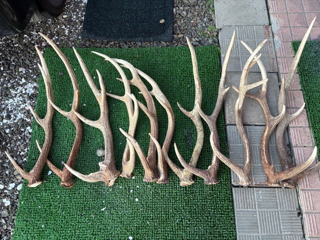 鹿の角 11本セット 66cm〜75cm位 楽天市場】犬用おもちゃ 鹿の角 ノーカット 1本 （長さ25〜45cm