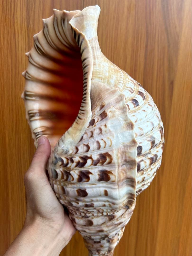 法螺貝　特大　39.5cm 1503g