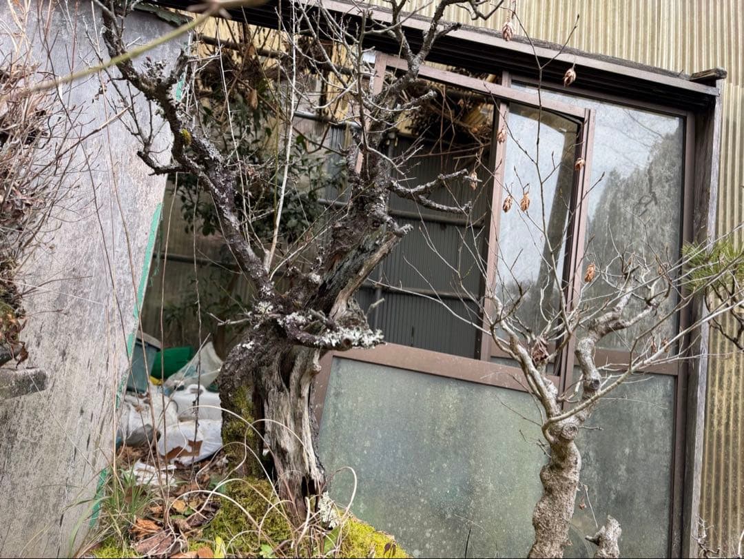 古梅 盆栽 大物 太幹 割れ幹 古木 山採り風 希少素材 - メルカリ