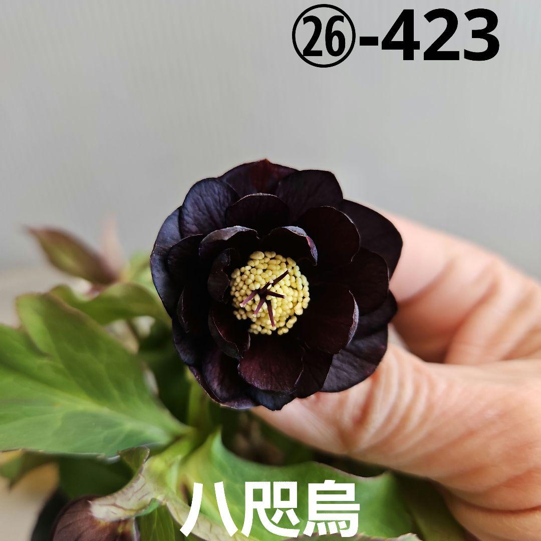 ゆき様にご提案苗㉖-423クリスマスローズ - メルカリ